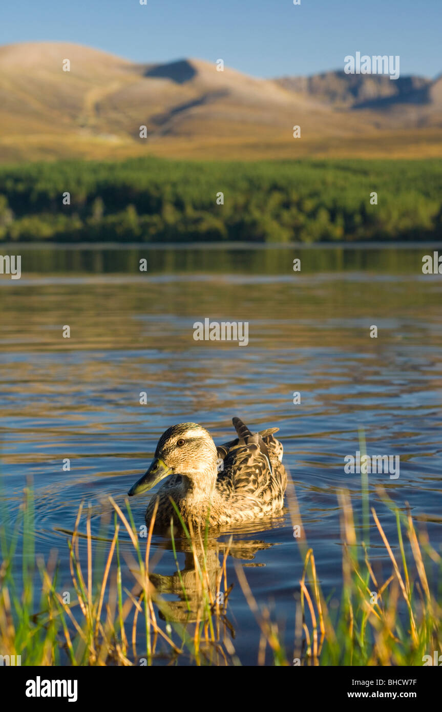 Mallard duck femmina su Loch Morlich in Glen More, con la Cairngorms dietro, Highlands Scozzesi. Foto Stock