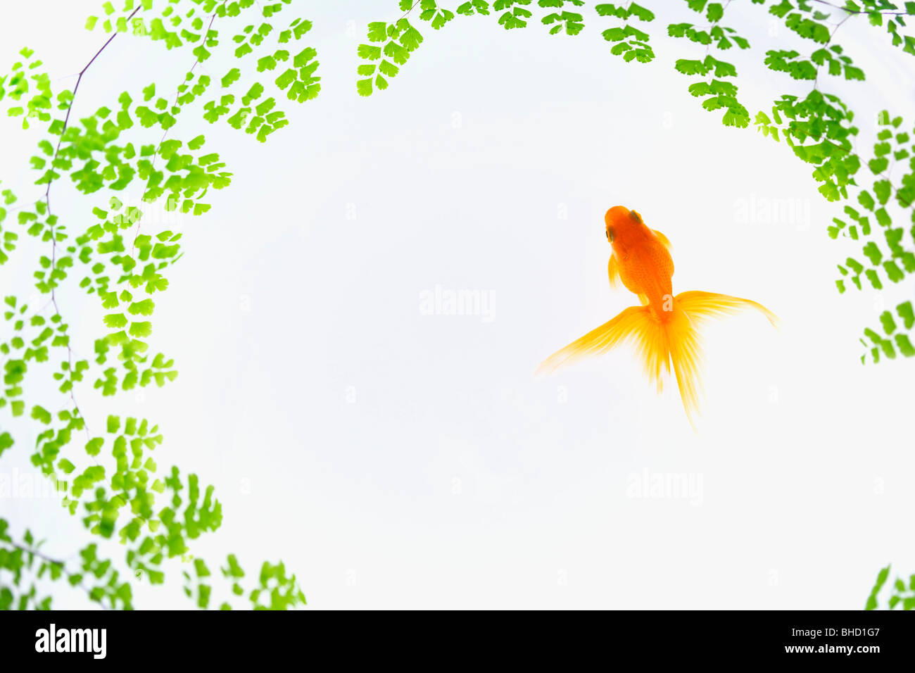 Composito Digitale del goldfish e rami frondosi Foto Stock