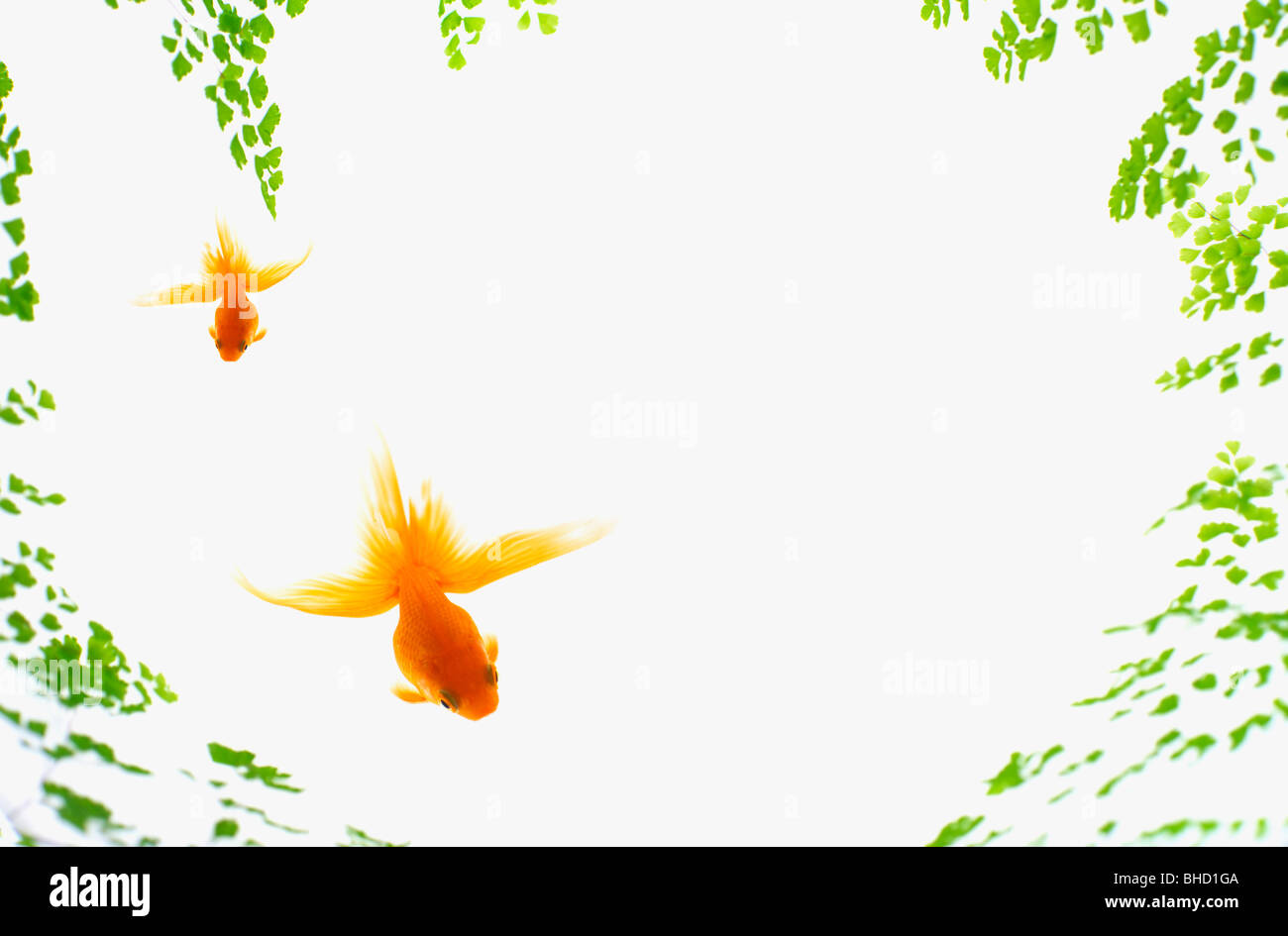 Composito Digitale del goldfish e rami frondosi Foto Stock