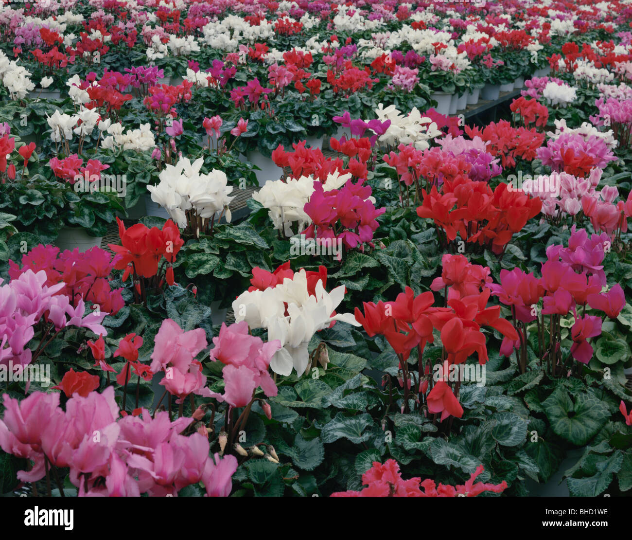 Potted cyclamens su tabelle Foto Stock