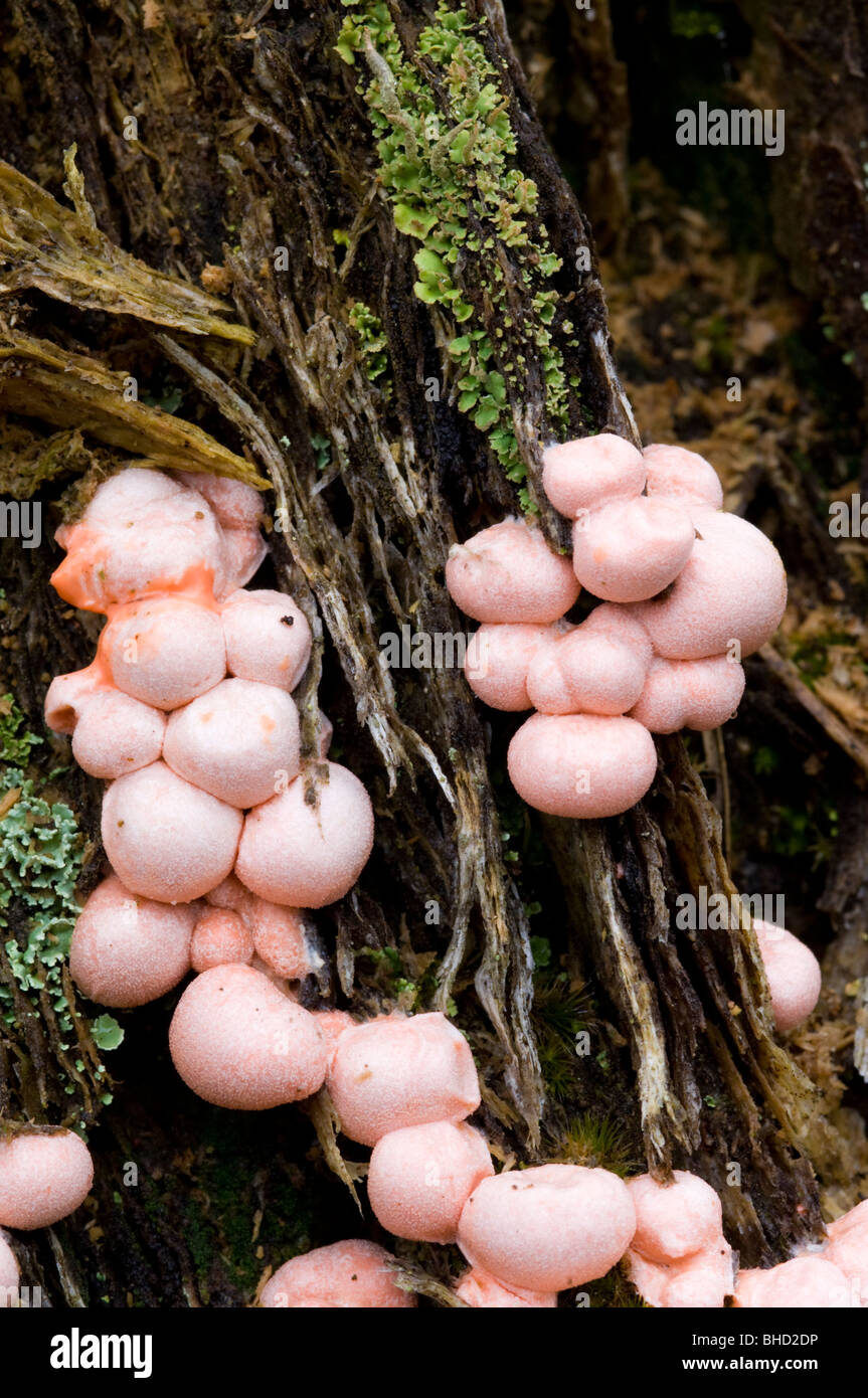 Del lupo del fungo della mammella (Lycogala epidendrum), che cresce su un punto morto di pino silvestre moncone (Pinus sylvestris), in Glenmore Forest. Foto Stock