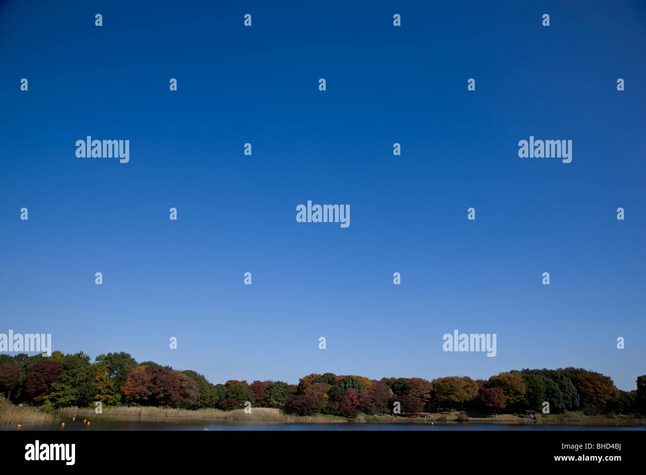 In autunno la foresta e il lago sotto il cielo blu chiaro Foto Stock