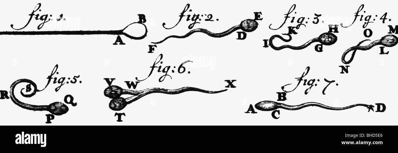 Antoni van, 24.10.1632 - 27.8.1723, mercante olandese, scienziato naturale, cellule spermatiche come Leeuwenhoek le vide, Foto Stock