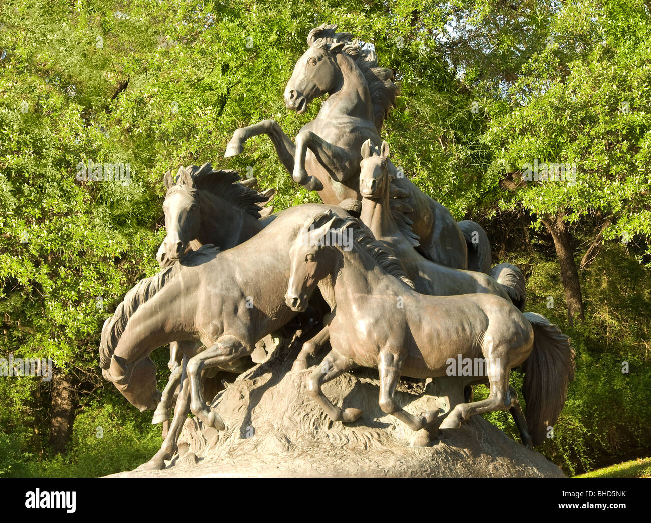 'L'Mustangs' scultura di Alexander Proctor presso la University of Texas di Austin, Texas Foto Stock
