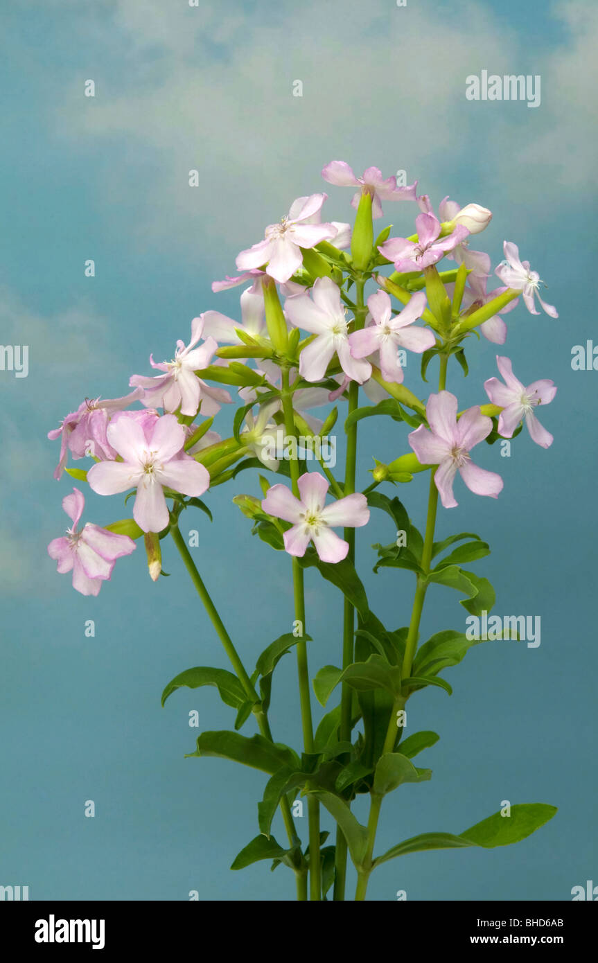 Soapwort, Bouncing Bet, Bruisewort, Fuller, erbe selvatiche, dolce William (Saponaria officinalis), rametti fioriti. Foto Stock