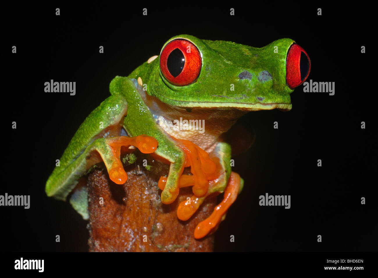 Occhi rossi raganella (agalychnis callidryas) versante Atlantico, Costa Rica. Foto Stock