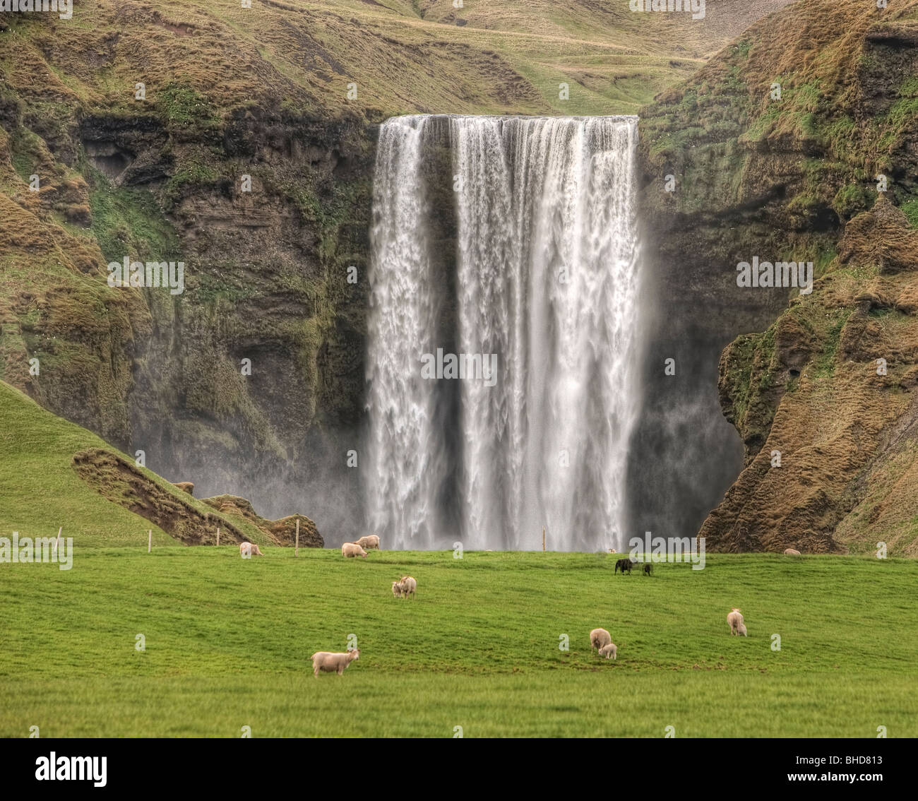 Pecore al pascolo a cascata Skogafoss, Islanda Foto Stock