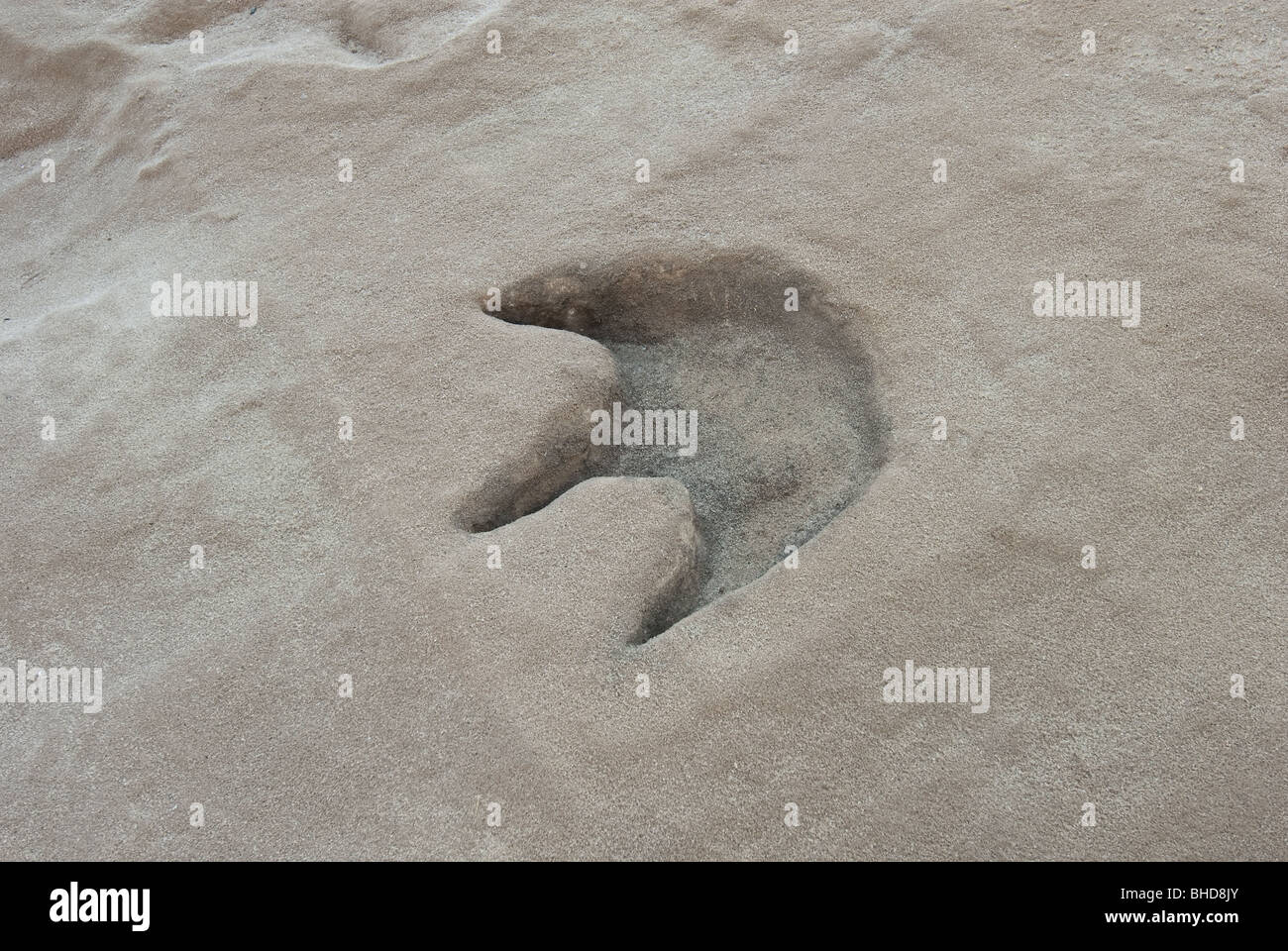 Footprint di dinosauri in Carolina del Nord e il Museo di Scienze Naturali, Raleigh, Carolina del Nord Foto Stock