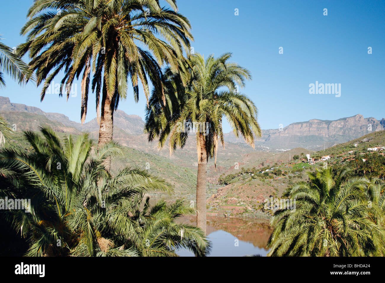 Palme intorno a presa (serbatoio) vicino a Santa Lucia villaggio su Gran Canaria nelle isole Canarie. Foto Stock
