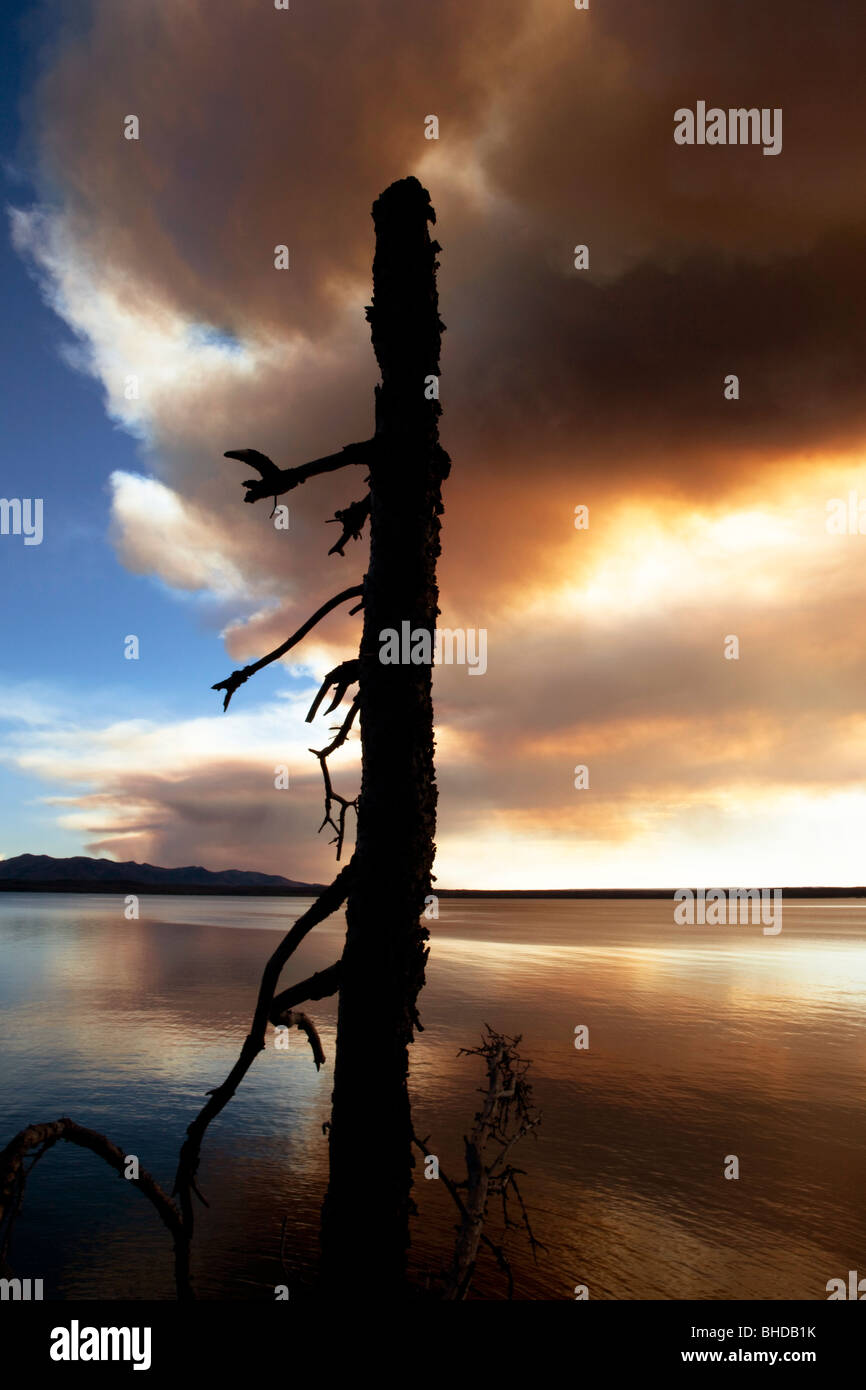 Fumo dal fuoco con albero morto al Lago di Yellowstone Foto Stock