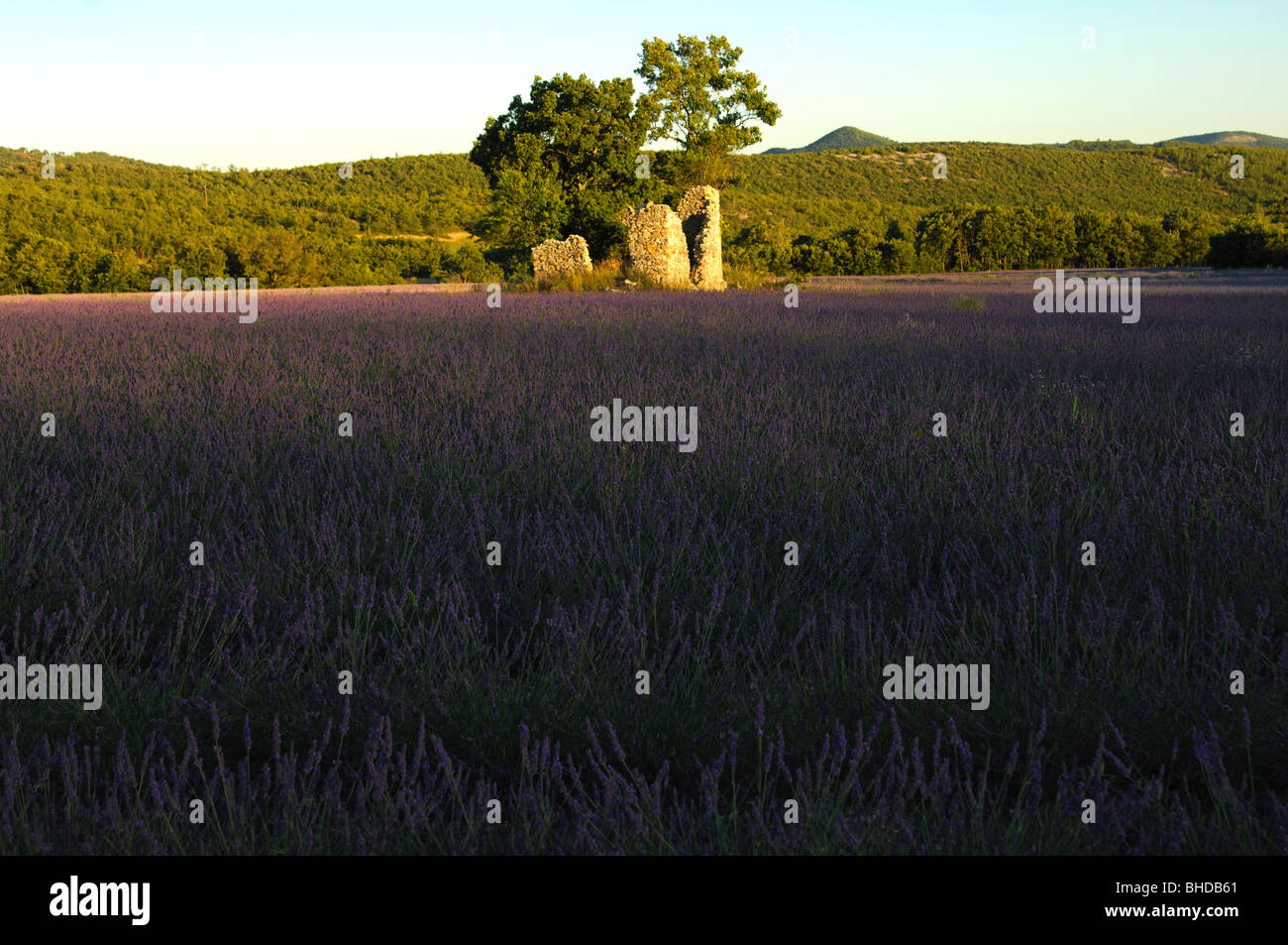 Vecchio rudere nel mezzo di un campo di lavanda vicino Banon, Provenza, Francia Foto Stock