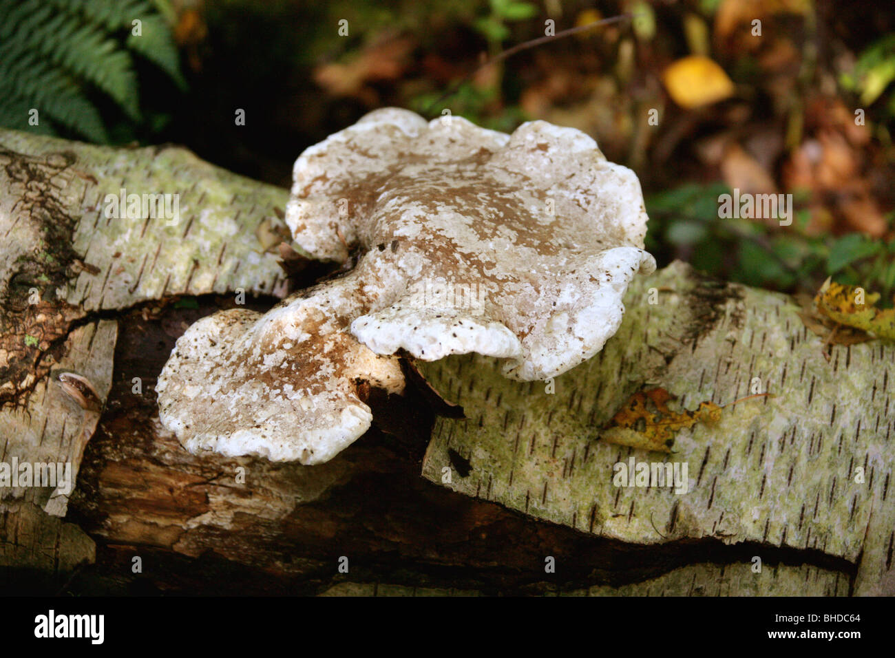 Birch Polypore o Razorstrop fungo, Piptoporus betulinus, Fomitopsidaceae, su un punto morto Betulla Foto Stock