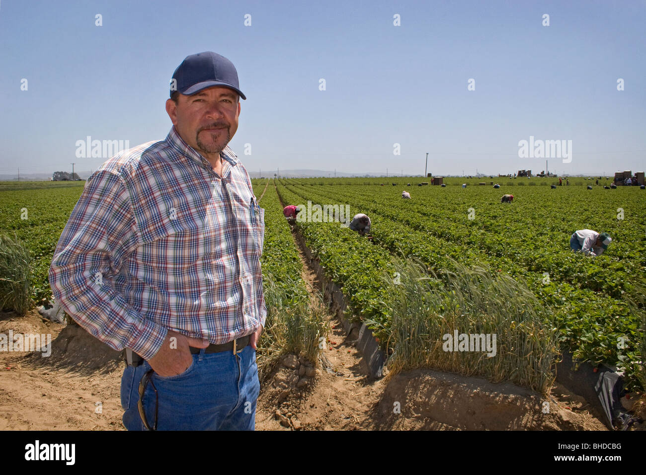 Crop Manager supervisionare Raccoglifragole Foto Stock