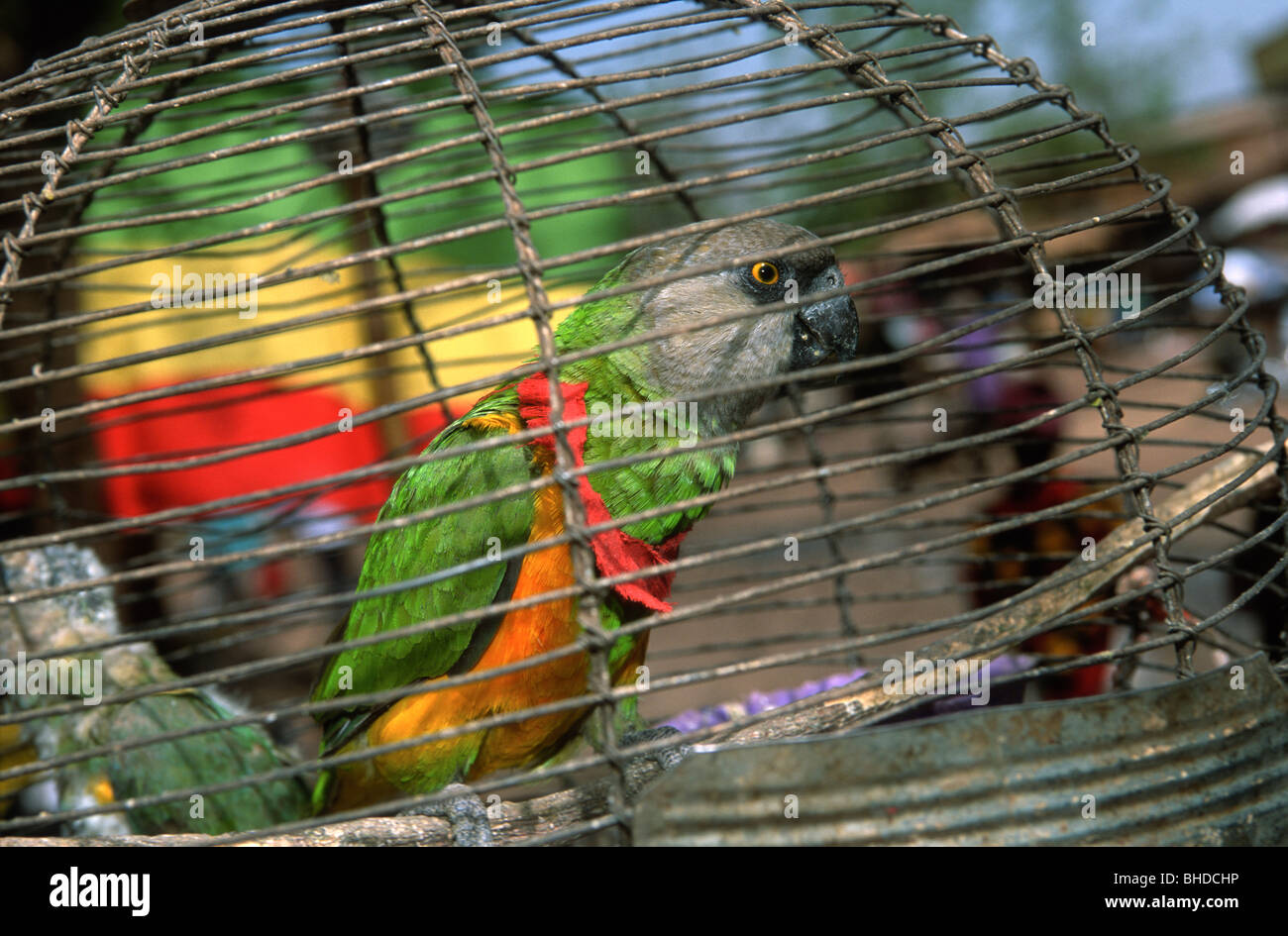 Un pappagallo Senegal con un nastro rosso, sostenendo il maliano football team (i cui colori sono il rosso, il verde e il giallo), a Bamako, in Mali. Foto Stock