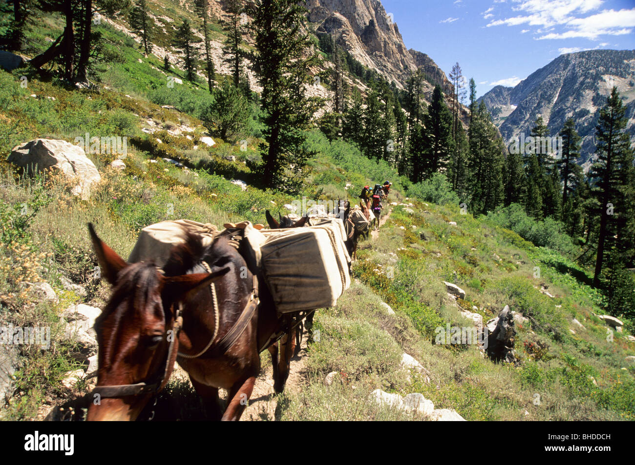 Pack cavalli sul sentiero. Foto Stock