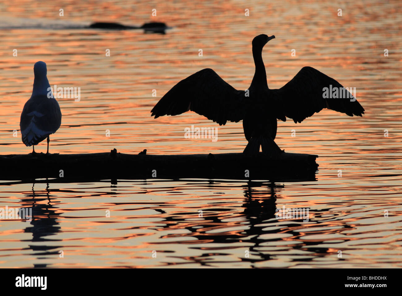 Doppia di cormorani crestato Seagull e nutria silhouette in corrispondenza di una zona umida in Portland Oregon Foto Stock