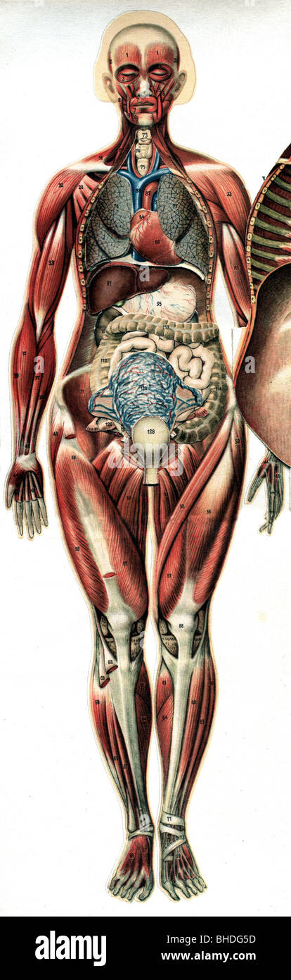 medicina, anatomia, sezione trasversale di un corpo femminile, circa 1900, Foto Stock