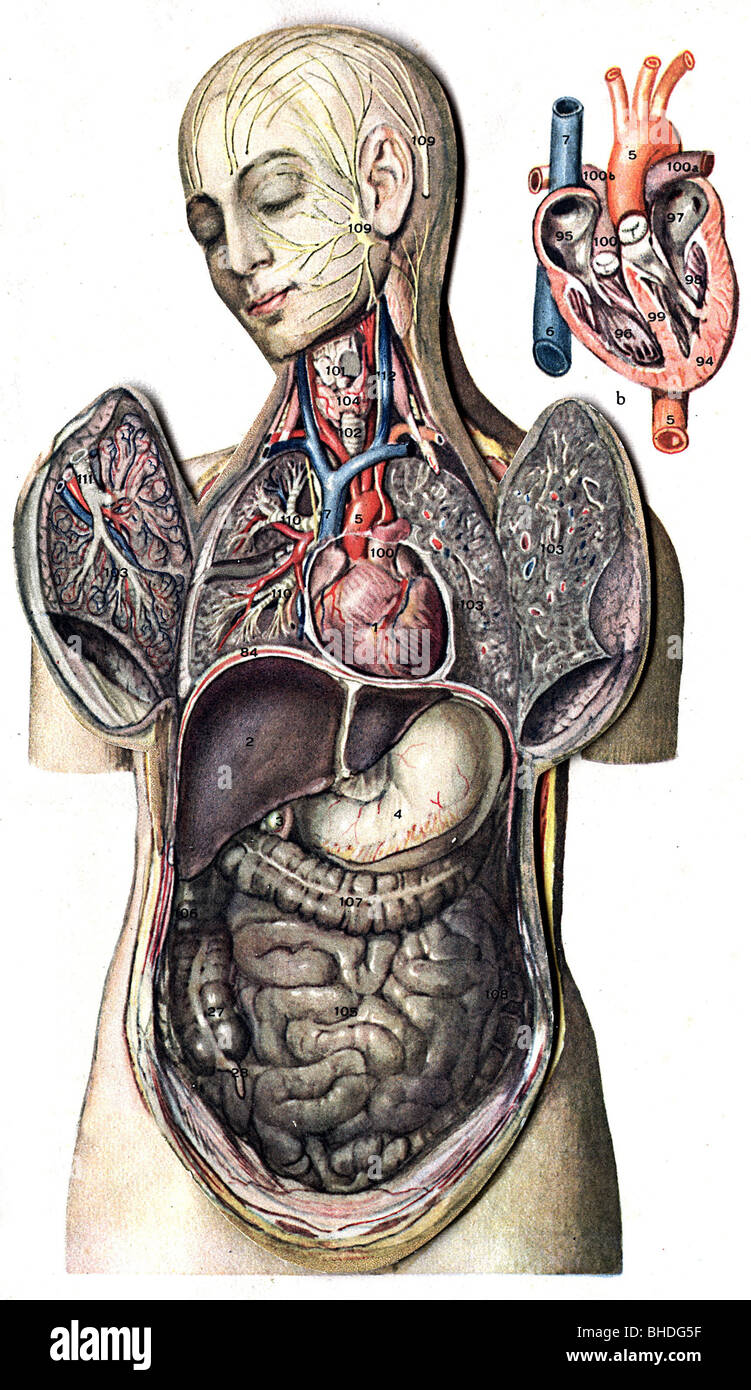 medicina, anatomia, sezione trasversale di un corpo femminile, circa 1900, Foto Stock