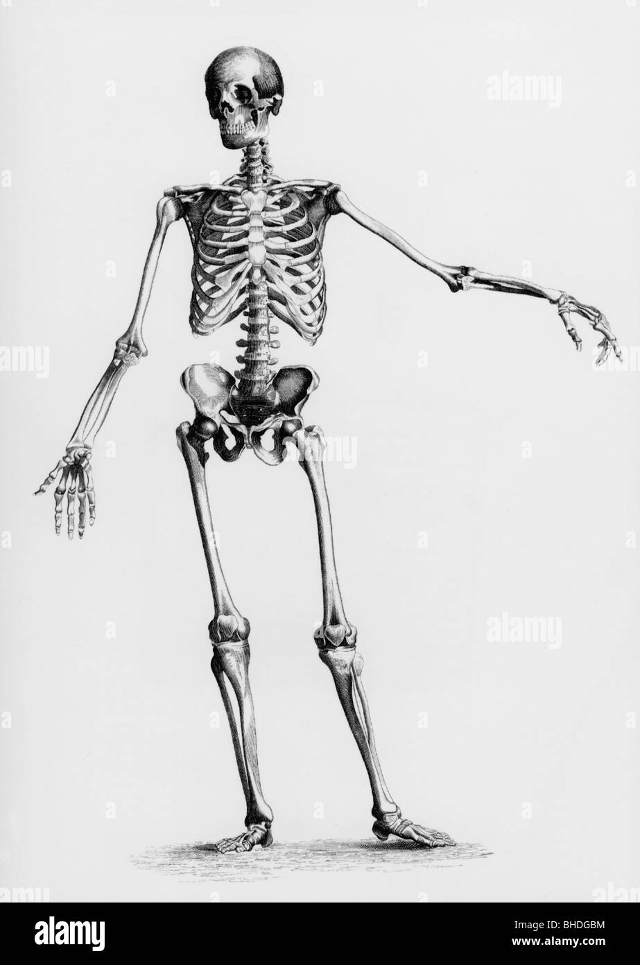 medicina, anatomia, scheletro umano, incisione in acciaio, 19th secolo, uomo, storico, storico, persone, Foto Stock