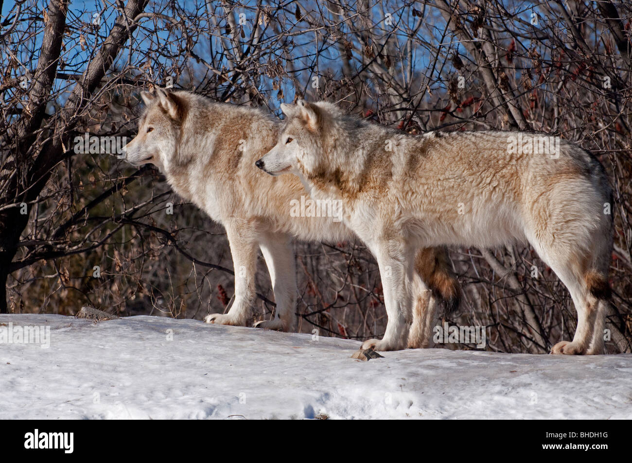 Una coppia di legname avviso lupi Foto Stock