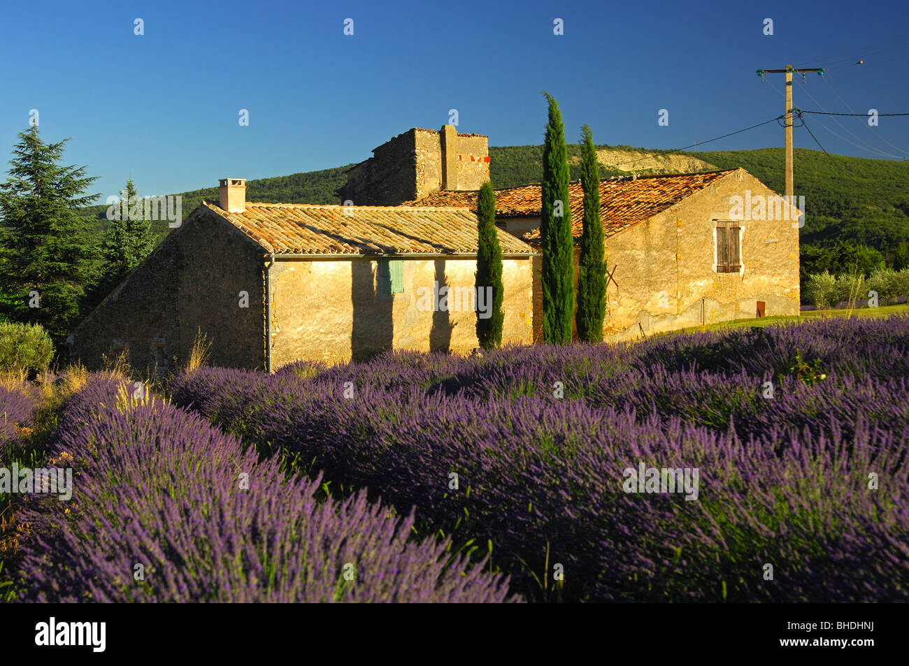 La coltivazione di lavanda in Provenza, Francia Foto Stock