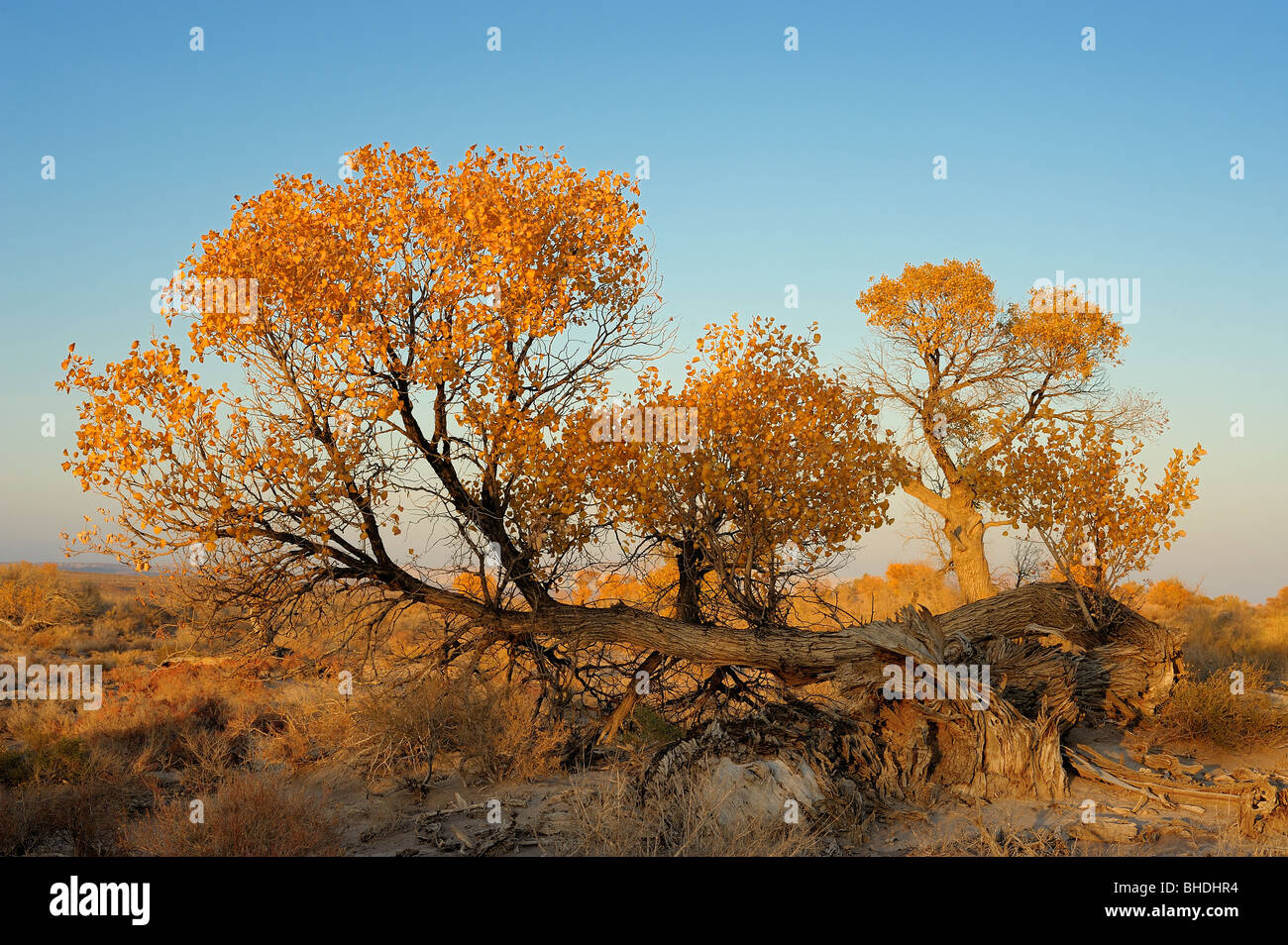 Turanga, reliquia Poplar Tree del Kazakistan la natura Foto Stock