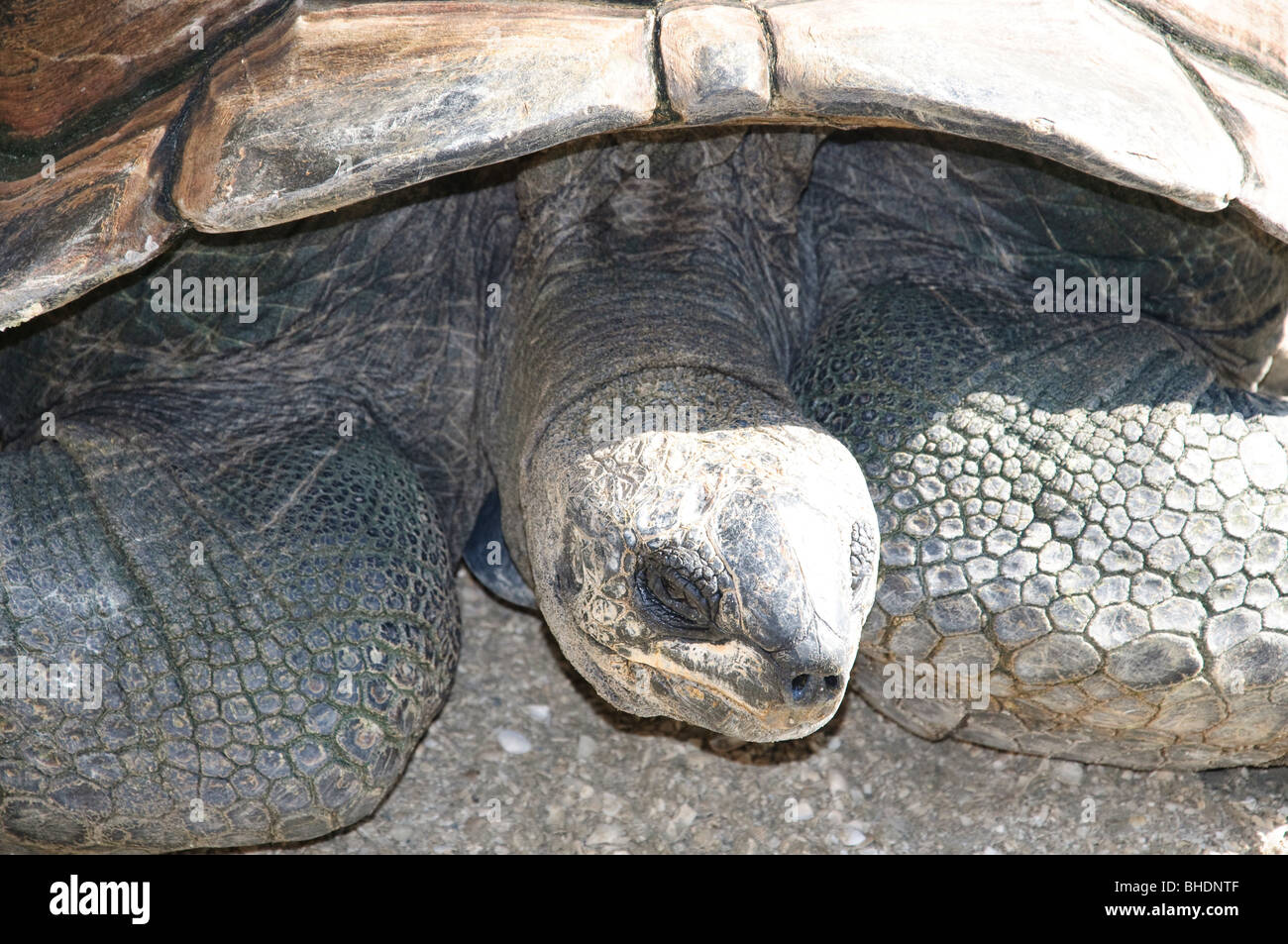 Grande tartaruga in gatorland florida FL Foto Stock