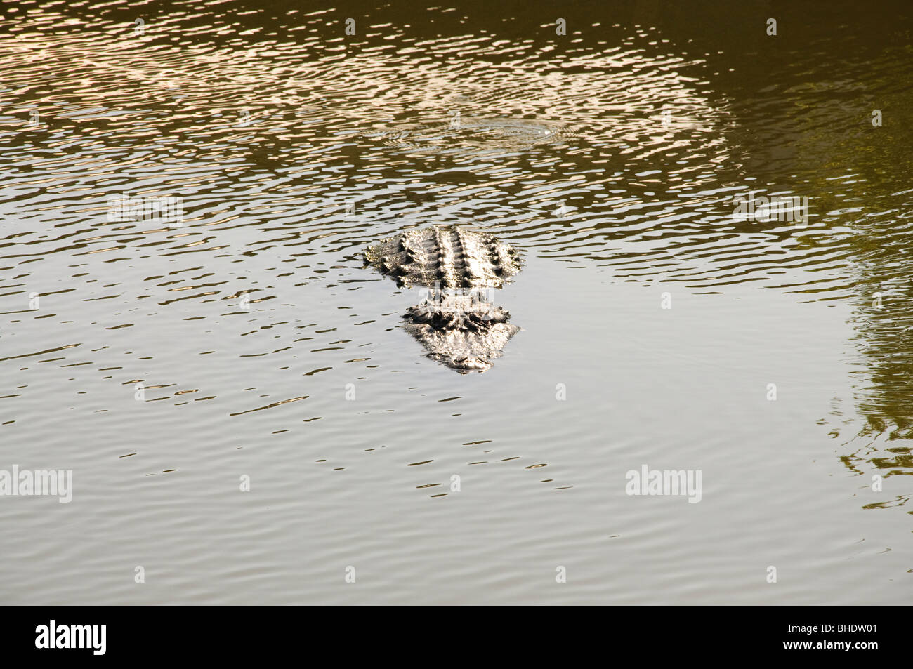 Alligatori Gatorland in Orlando Florida FL Foto Stock