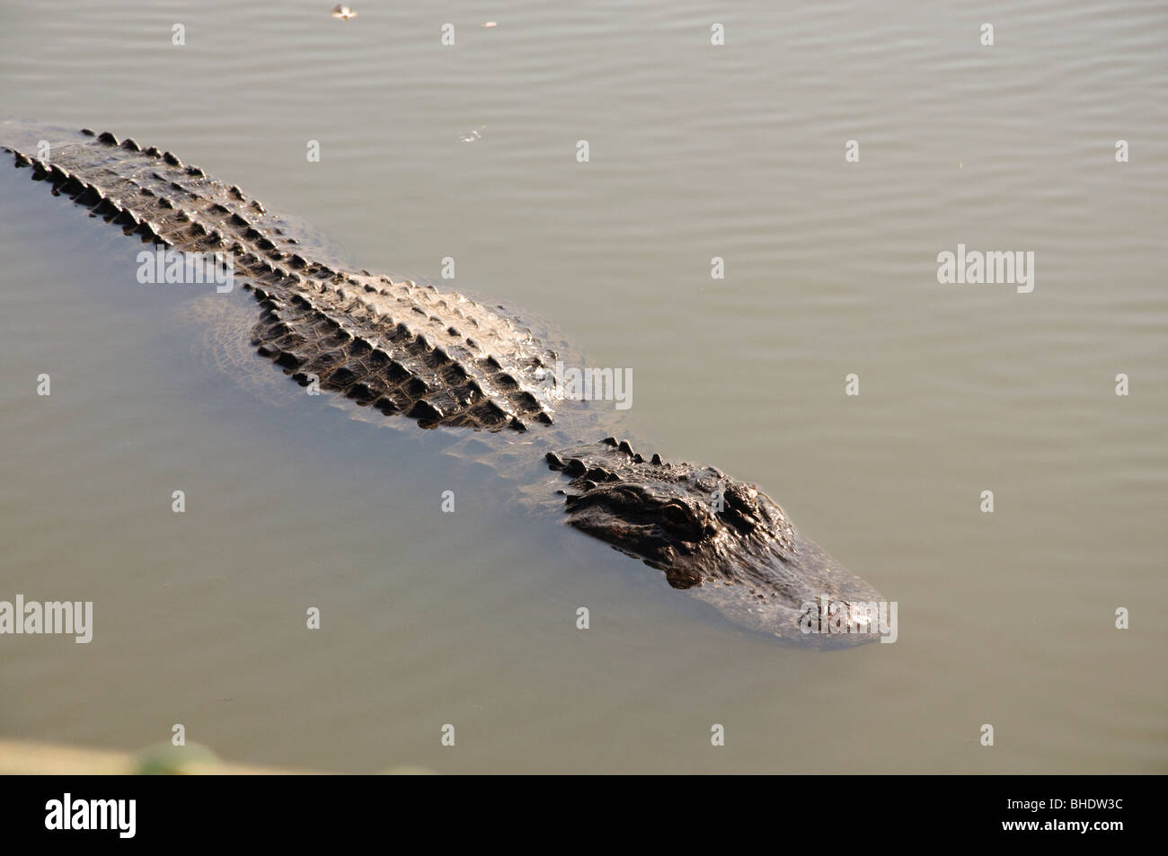 Alligatori Gatorland in Orlando Florida FL Foto Stock