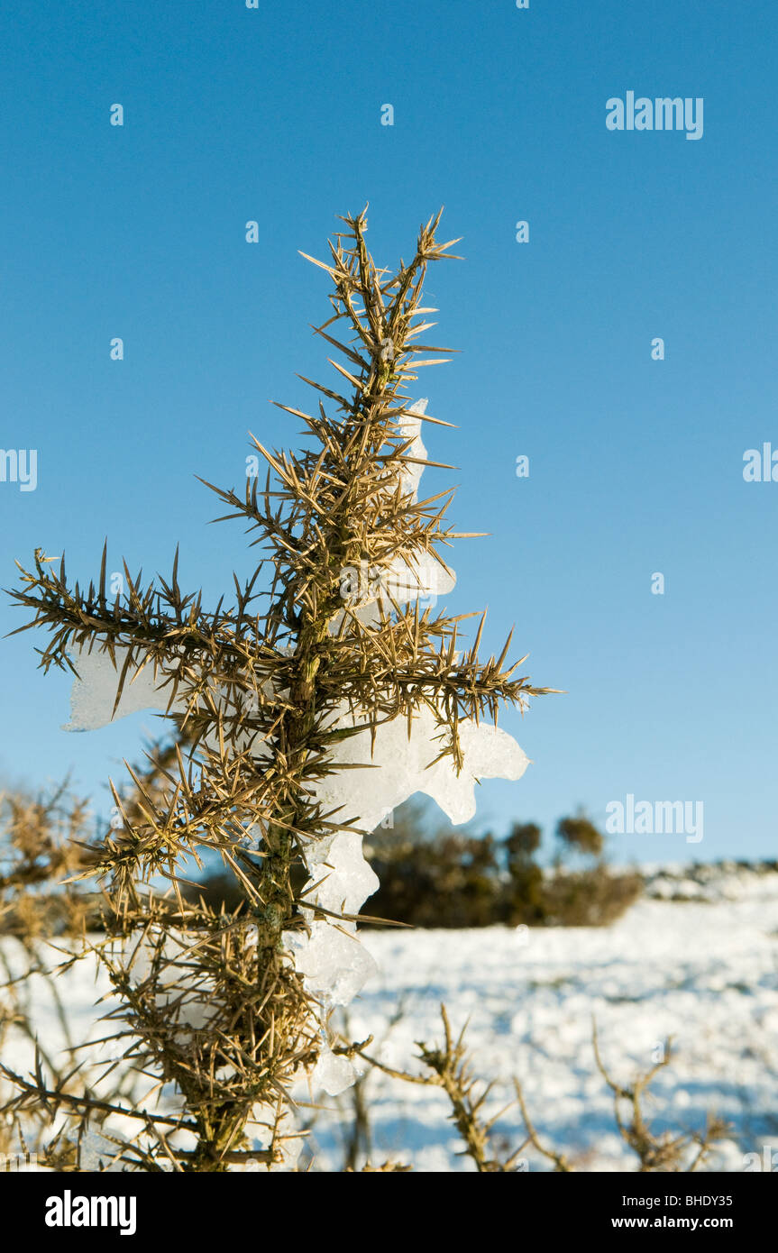 A forma di croce di sezione gorse con neve congelata aggrappandosi ad esso, e neve sul terreno in background, Devon Foto Stock