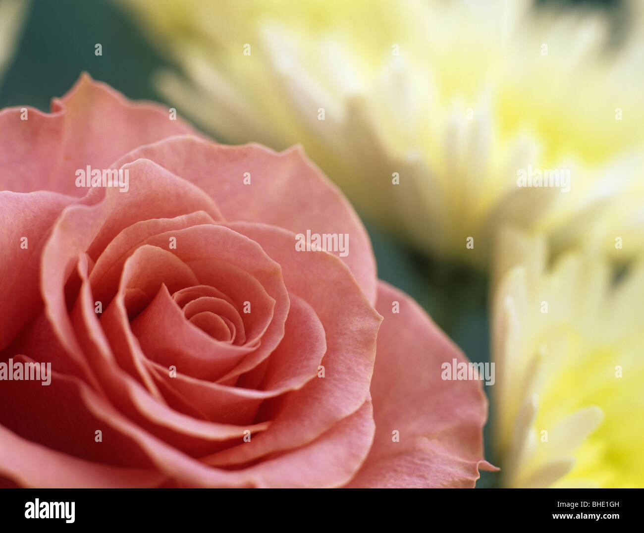 Studio ancora vita floreale. Primo piano di una rosa rosa con giallo crisantemi Foto Stock