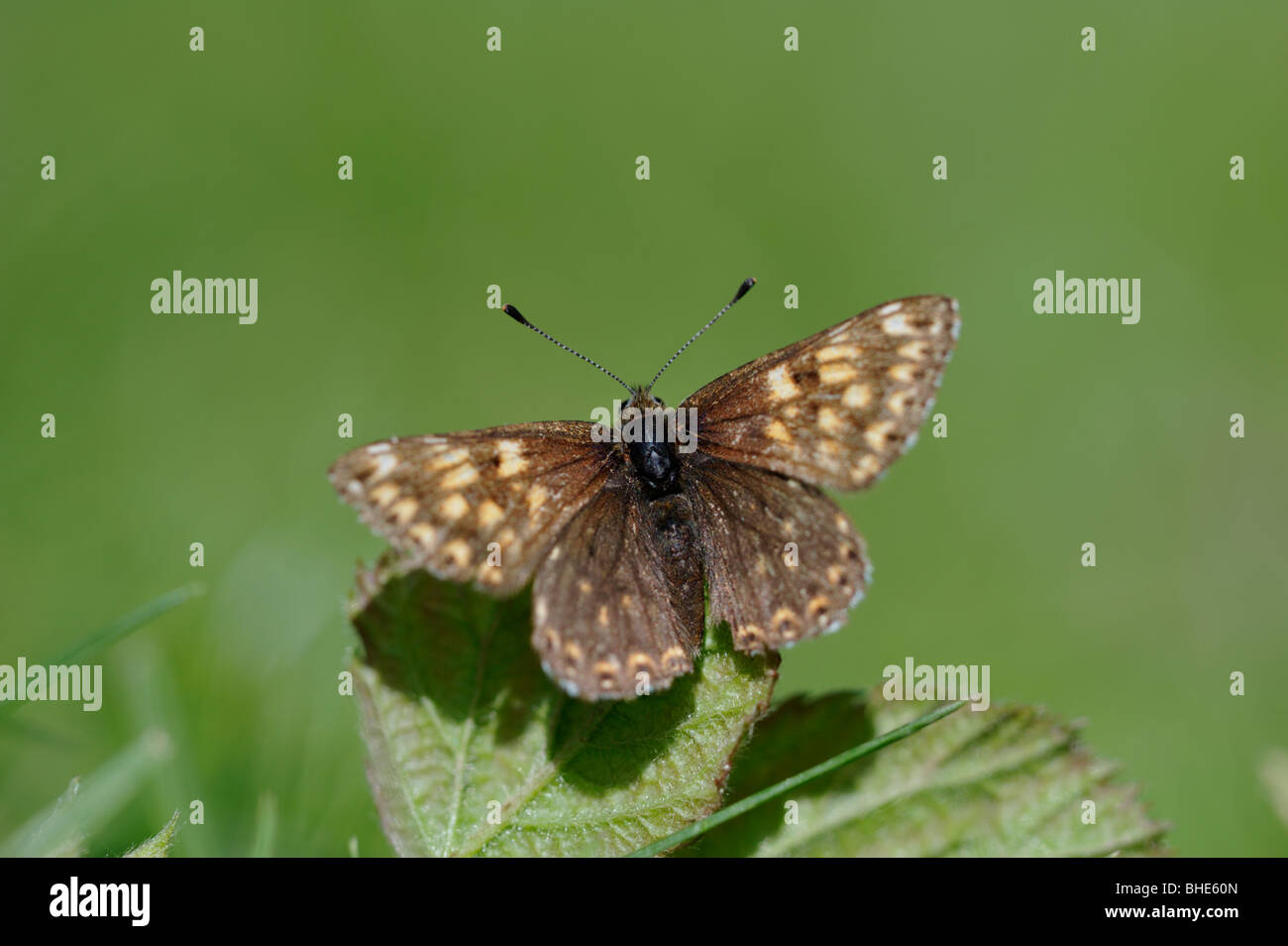 Il duca di Borgogna Fritillary butterfly (Hamearis lucina) Foto Stock