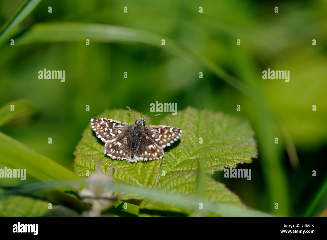 Skipper brizzolato butterfly (Pyrgus malvae) Foto Stock