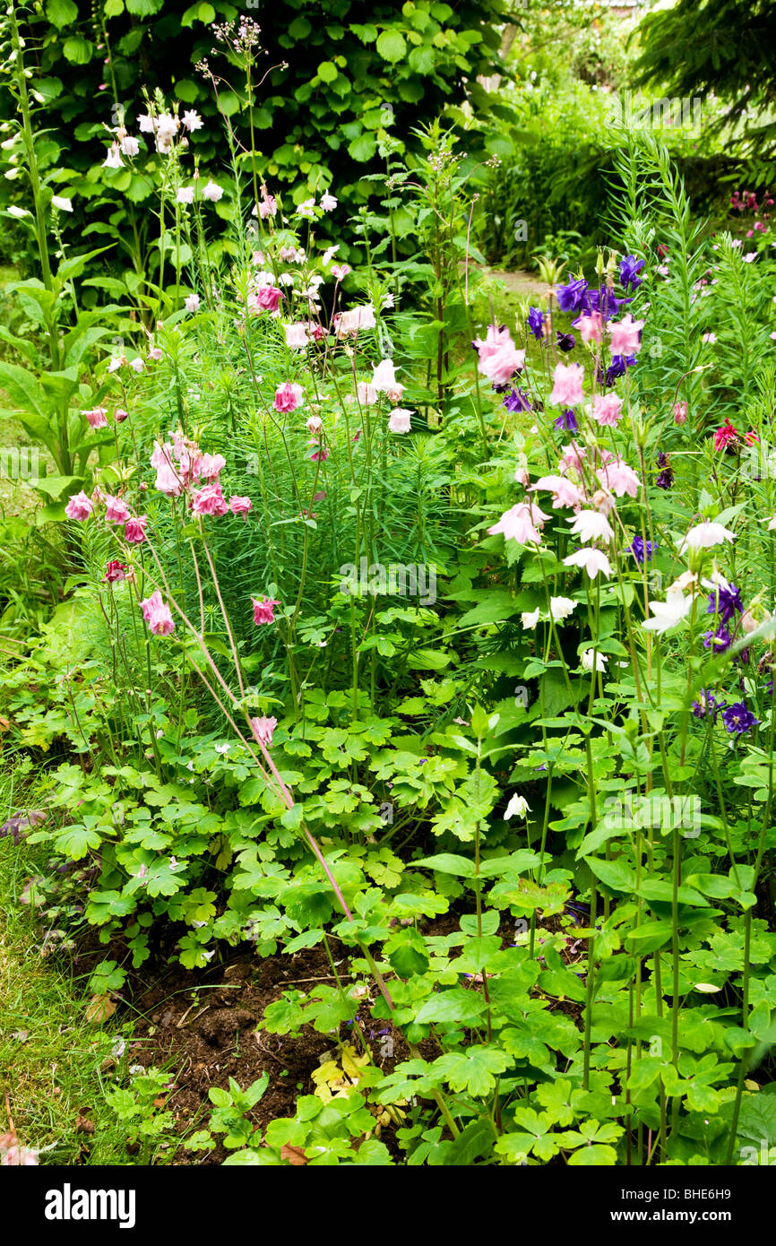 Rosa e viola aquilegias in piante erbacee confine di un giardino inglese Foto Stock