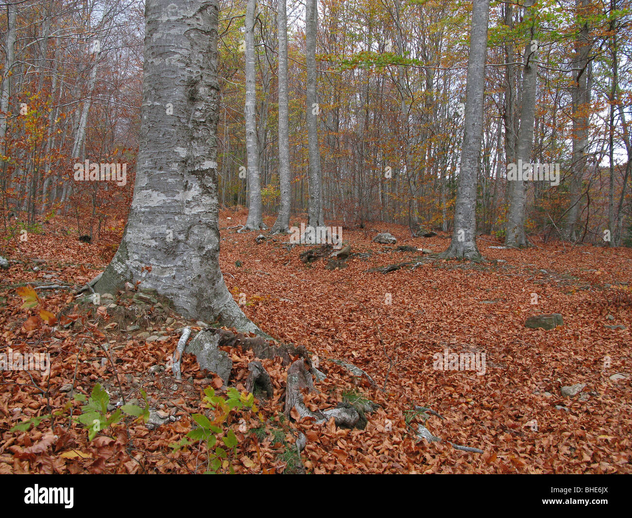 Faggi ( Fagus sylvatica ). Montseny parco naturale, provincia di Barcellona. Spagna Foto Stock