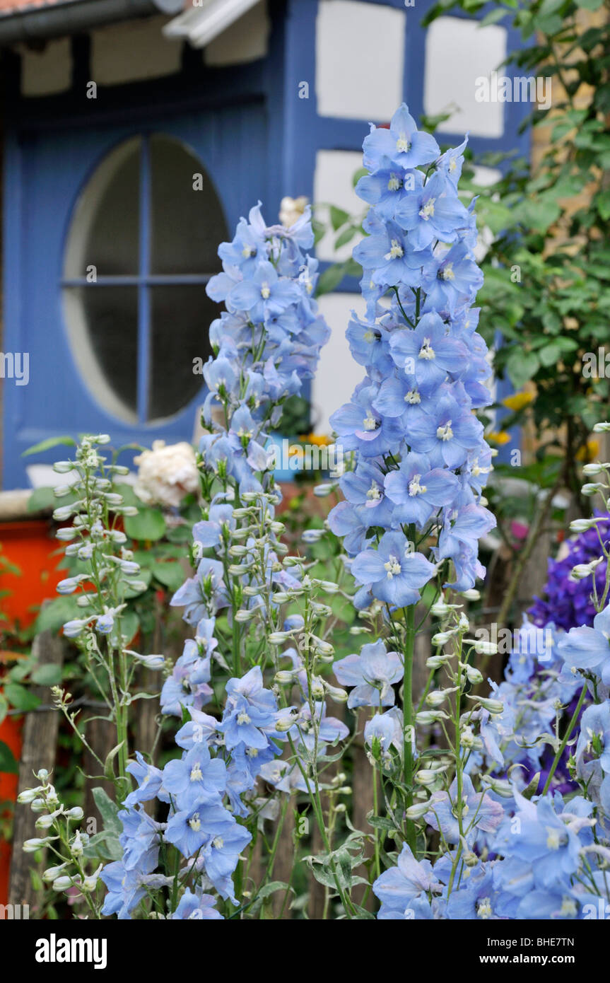 Larkspur (delphinium elatum) davanti a un ingresso di casa. design: jutta wahren Foto Stock