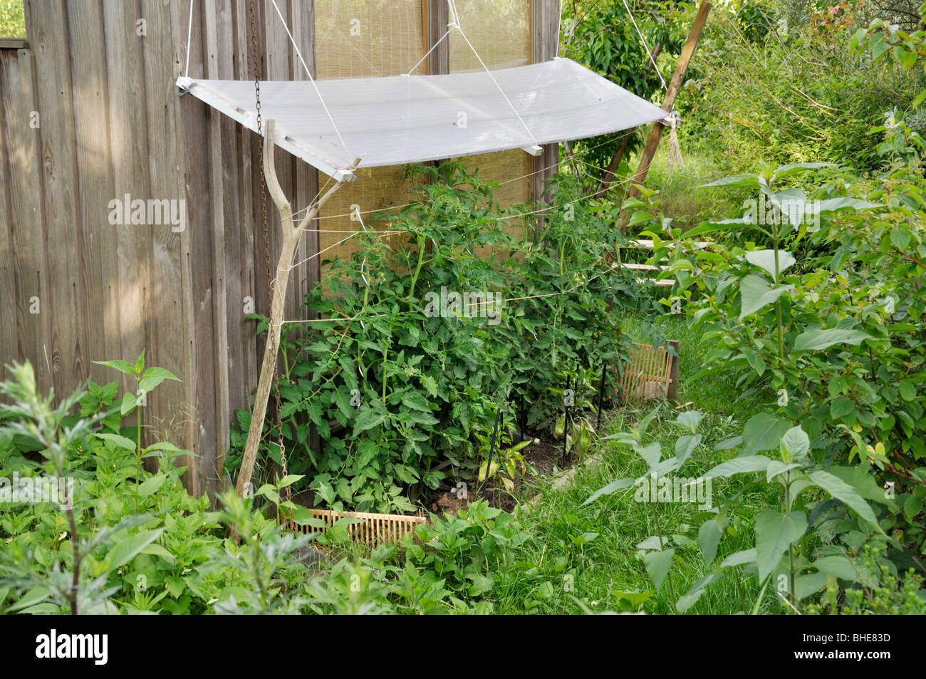 Il pomodoro (Lycopersicon esculentum) con protezione contro la pioggia Foto Stock