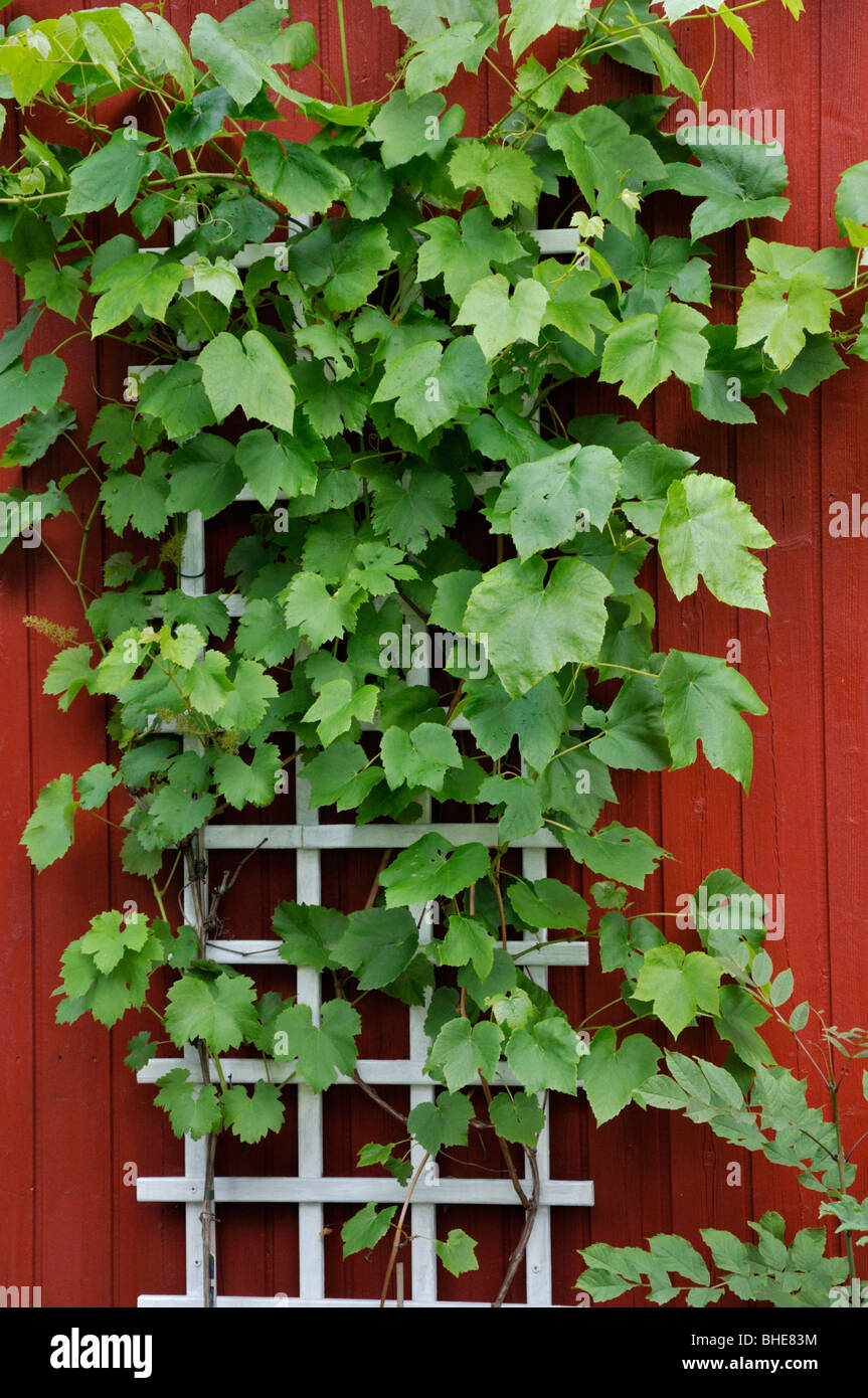 Vite di uva (Vitis vinifera) Foto Stock