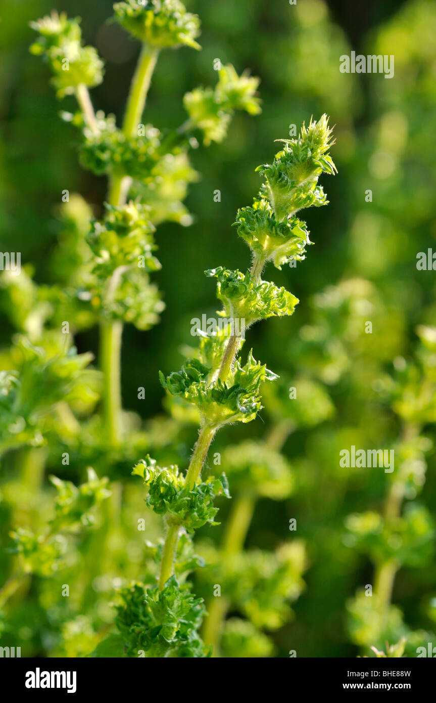 Menta verde (Mentha spicata) Foto Stock