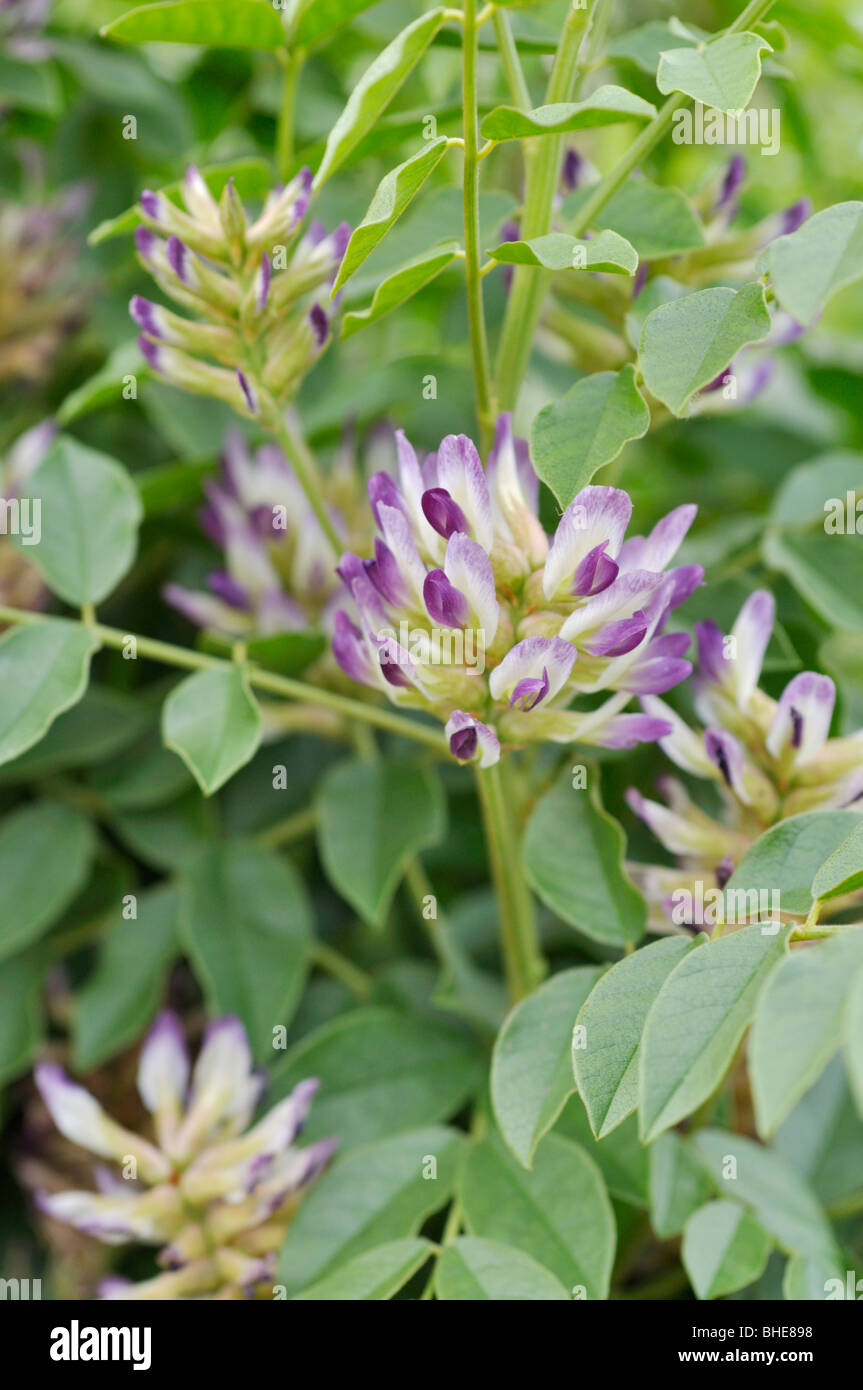 Liquirizia (Glycyrrhiza glabra) Foto Stock