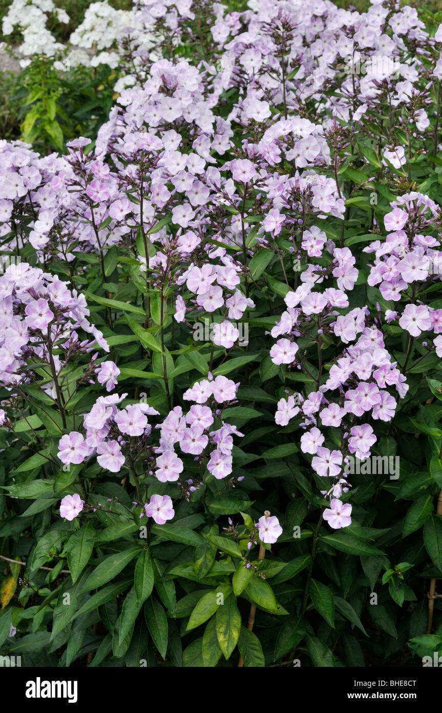 Giardino (phlox phlox paniculata 'violetta gloriosa") Foto Stock