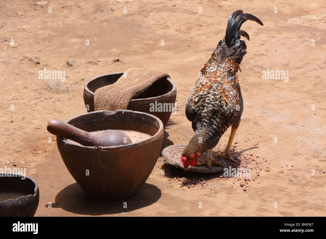 Una gallina mangia orzo che è un residuo del sottoprodotto della tradizionale birra prodotta dalla popolazione Zulu in un villaggio tradizionale Foto Stock