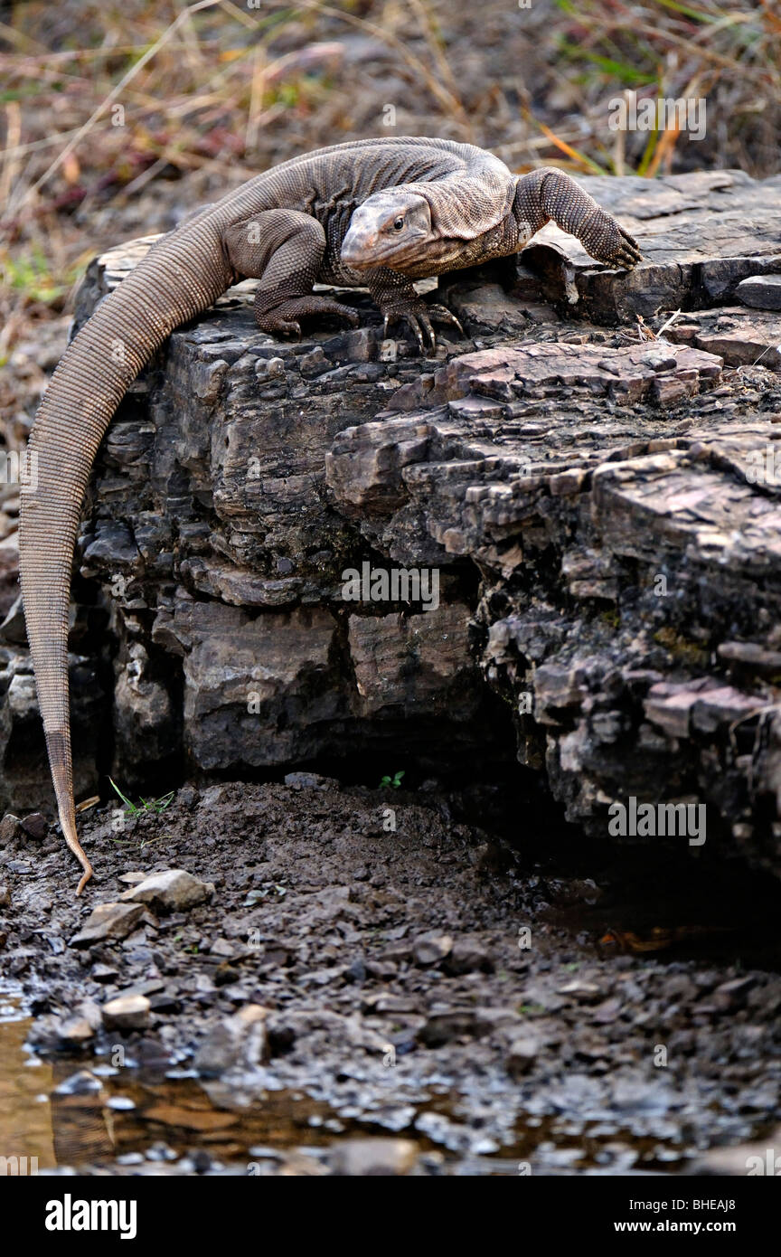 Il Bengala monitor (Varanus bengalensis) o comuni indiana Monitor lizard in Ranthambore Foto Stock
