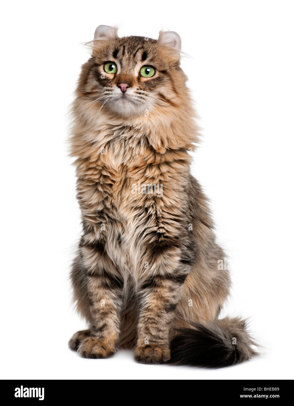 Gatto Americano Arricciato Immagini Gatto Americano Arricciato