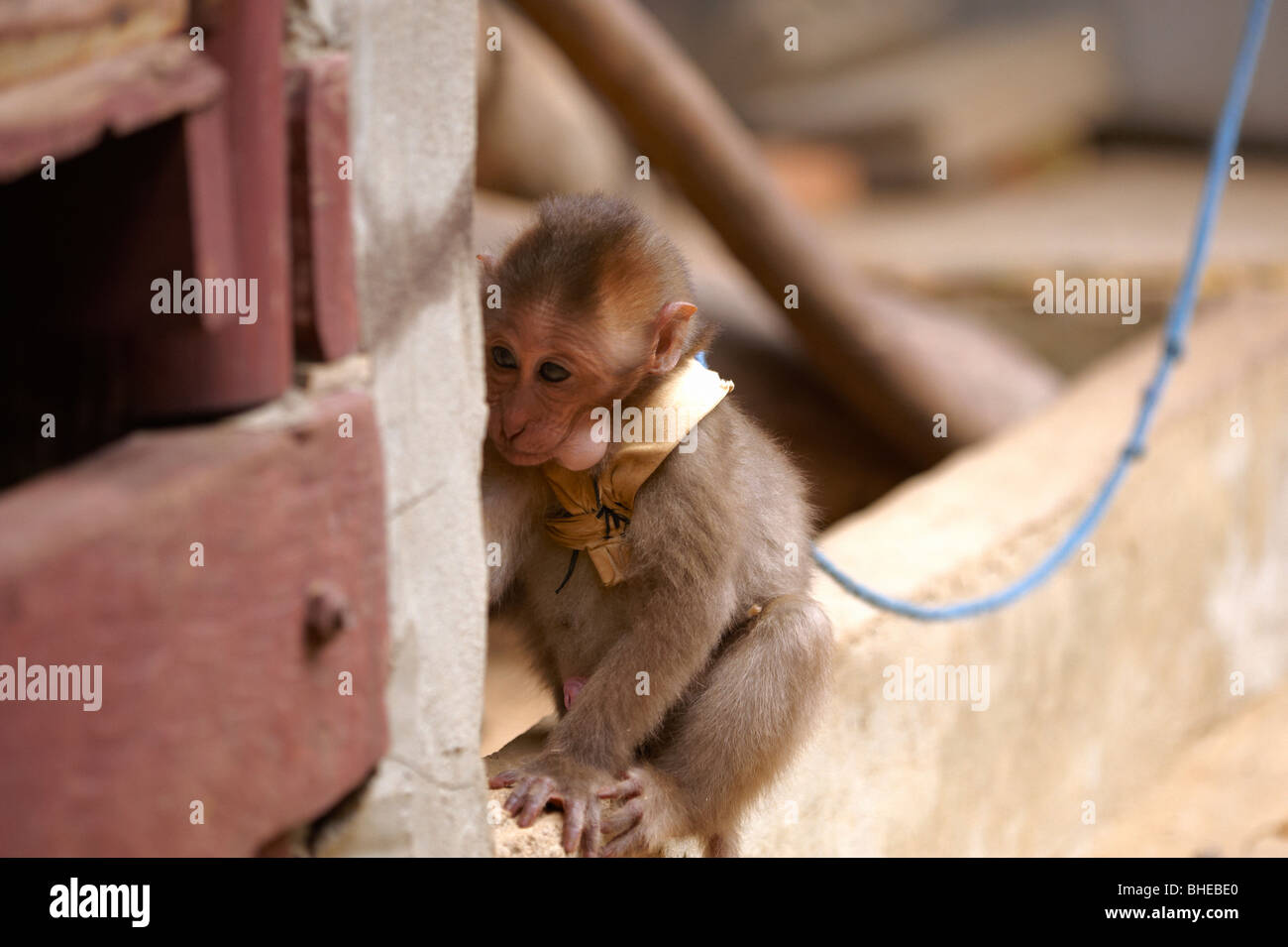 Ecovillage Nam Lik, Laos, scimmia Foto Stock