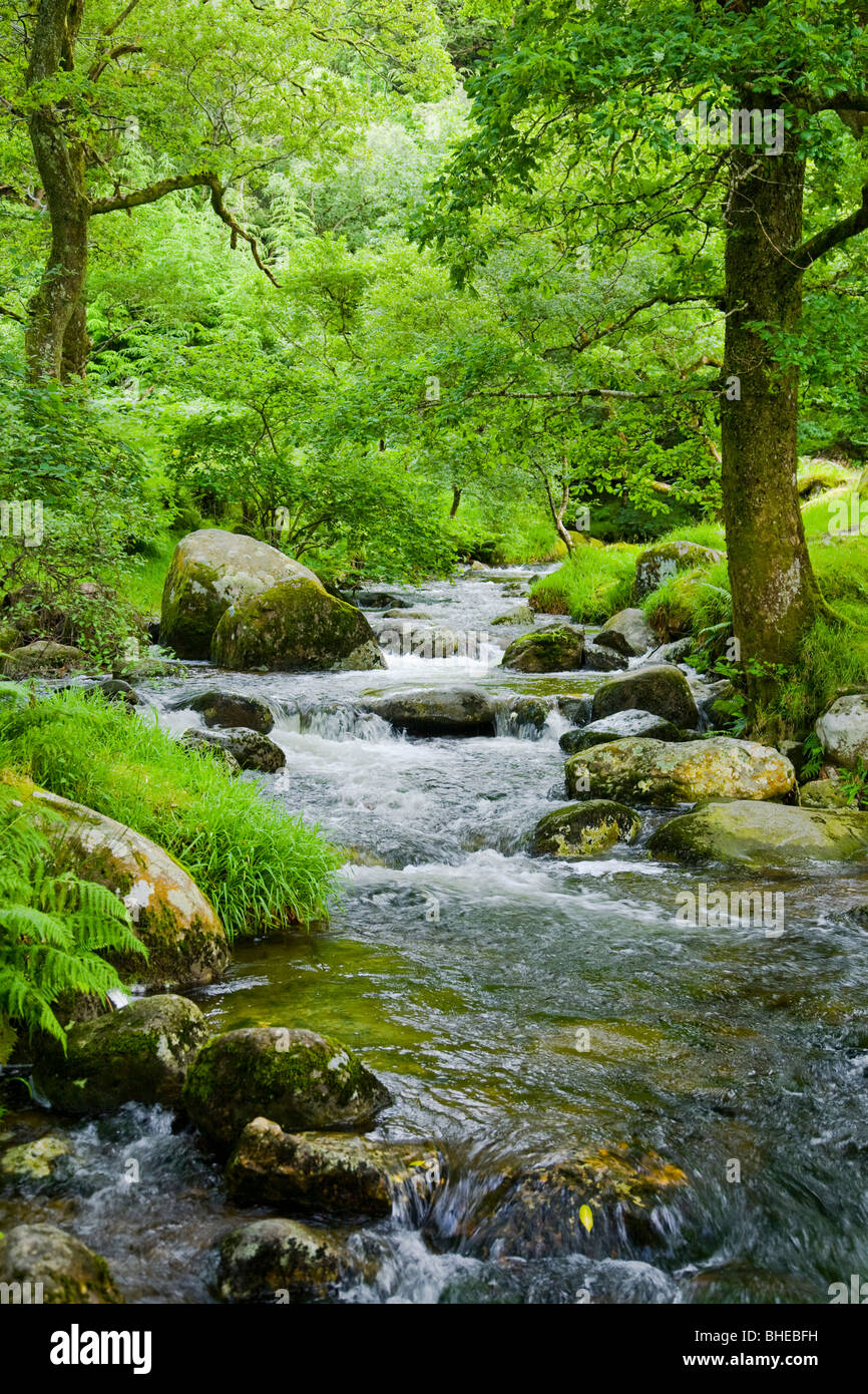 Il flusso attraverso la foresta di Glendalough, County Wicklow, Irlanda. Foto Stock