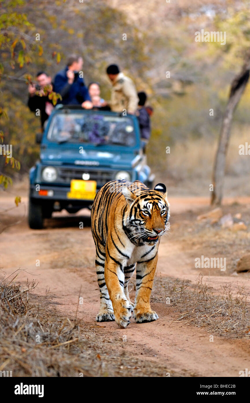 Veicoli turistici a seguito di una tigre una tigre safari in Ranthambhore riserva della tigre Foto Stock