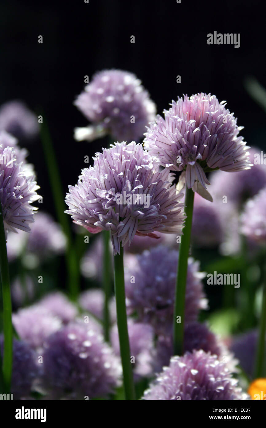 Fiori di erba cipollina (Allium schoenoprasum) Foto Stock