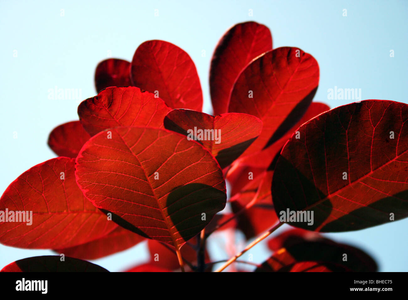 Cotinus ( fumo Bush ) leaf Foto Stock