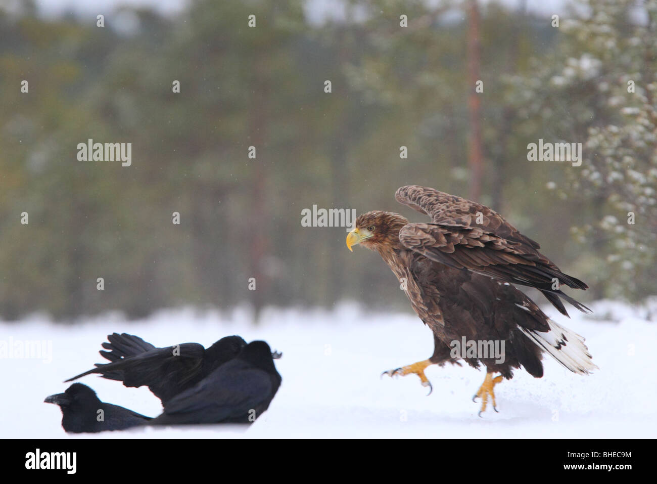 Wild White-tailed Eagle (Haliaetus albicilla) jumping. Foto Stock